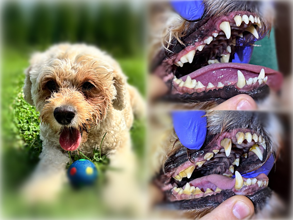 ČOPI Pogorevčnik