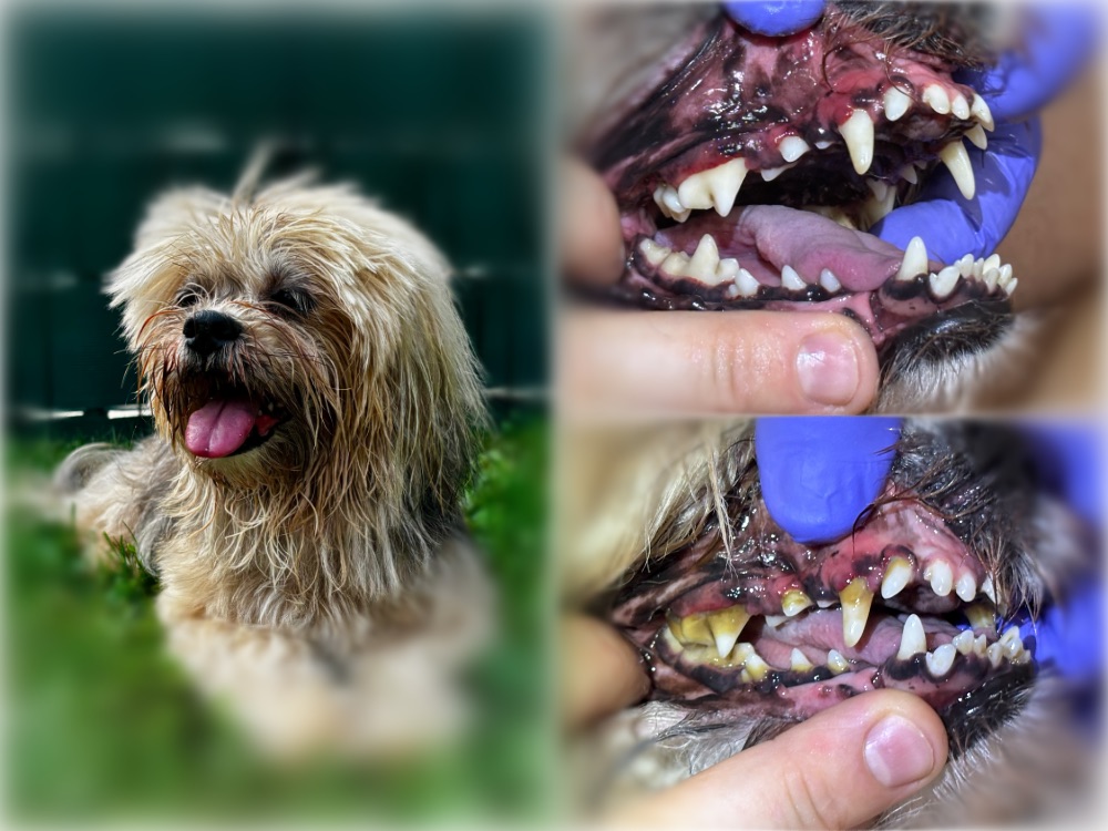 QUINN Podboršek 10l